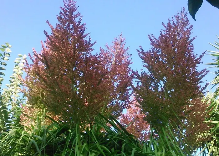 Baha-ammes Svoronata